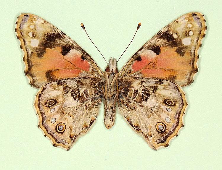 Vanessa cardui female (aberrant form cold shock 2, verso) (Internet Image property of respective owner, non-commercial use only)
